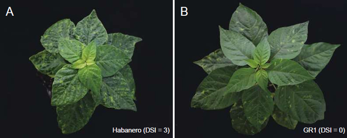 トウガラシに見られるベゴモウイルス抵抗性の違い。 （A）ベゴモウイルス感受性トウガラシHabaneroでは病気による症状がひどく、 (B）抵抗性トウガラシGR1では症状が軽い