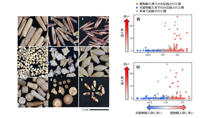 輸入コムギから見つかった混入種子（左）、春と秋の植生調査で記録された各種の分布パターンと混入率との関係