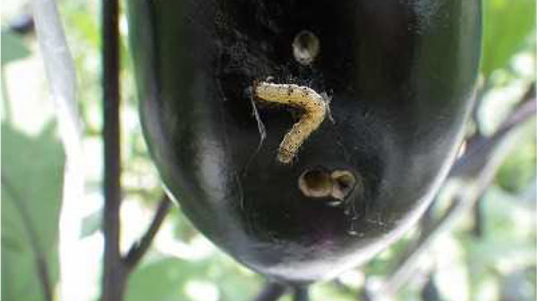 オオタバコガ幼虫と食害痕（提供：徳島県）