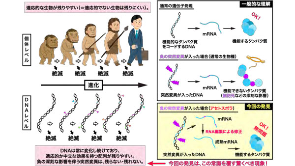 運命に抗い生きる原生生物　DNA上の負の突然変異をRNA編集の活用によって克服.jpg