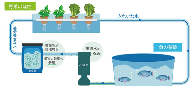 アクアポニックスの循環の仕組み