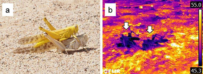 図1：野外におけるサバクトビバッタの産卵行動（a） 日中、致死温度を超える高温の地表にて産卵するペア。（b） サーモグラフィ画像（矢印の先は産卵中のペア）