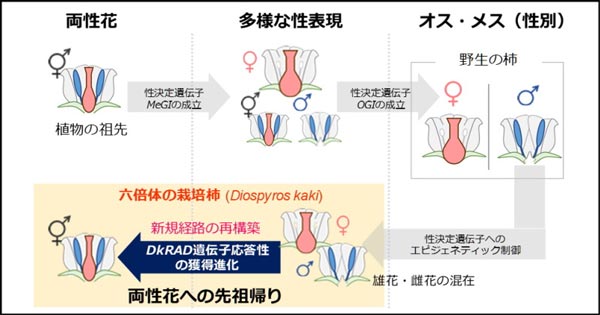 柿の遺伝子進化から見えてきた「植物の揺らぐ性別」の成立過程