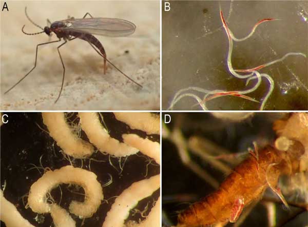 図：A タマバエの成虫、B タマバエから離脱した線虫、C線虫寄生を受けたタマバエ幼虫、D 線虫寄生を受けたタマバエ成虫。タマバエ成虫の体長は約2.8mm、線虫の体長は約0.9mm。.jpg