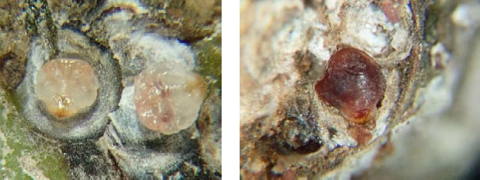 左から、ランクロホシカイガラムシの雌成虫（未成熟）、（成熟）（写真提供：沖縄県病害虫防除技術センター）