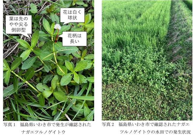 写真1：福島県いわき市で発生が確認されたナガエツルノゲイトウ（左）、 写真2：福島県いわき市で確認されたナガエツルノゲイトウの水田での発生状況（提供：福島県病害虫防除所）