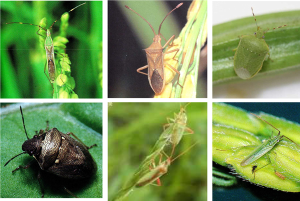 上段左から、クモヘリカメムシ（成虫）、ホソハリカメムシ（成虫）、ミナミアオカメムシ（成虫）、 下段左から、シラホシカメムシ（成虫）、アカスジカスミカメ（成虫）、アカヒゲホソミドリカスミカメ（成虫）（提供：香川県農業試験場病害虫防除所）