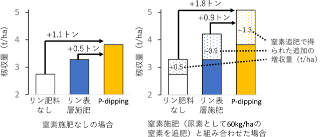 図1.Pdippingにより得られる水稲の増収効果