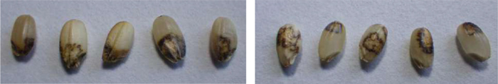 写真2：斑点米カメムシ類による斑点米被害 （左）イネカメムシによる斑点米被害。籾の基部を加害することが特徴。 （右）イネカメムシ以外の斑点米カメムシ類による斑点米被害。（提供：兵庫県病害虫防除所）