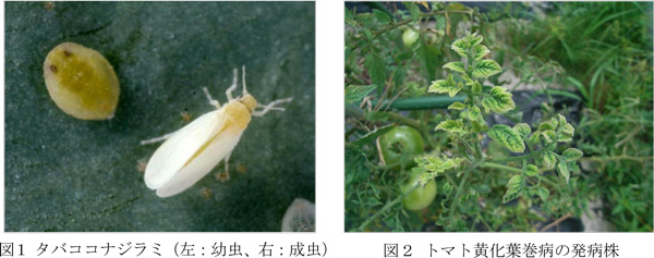 図1：タバココナジラミ（左：幼虫、右：成虫）と図2：トマト黄化葉巻病の発病株（提供：愛知県農業総合試験場）