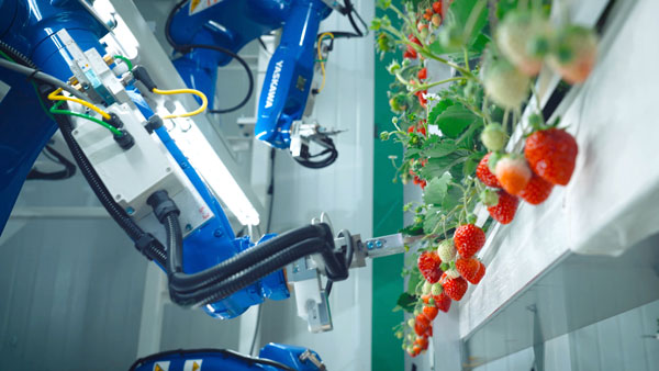 サステナビリティと自動化追求　次世代植物工場「メガファーム」稼働　Oishii Farm
