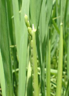 写真：出穂したイネ（写真では茎から既に先端の2～3粒が出ている状態）（提供：愛知県農業総合試験場）