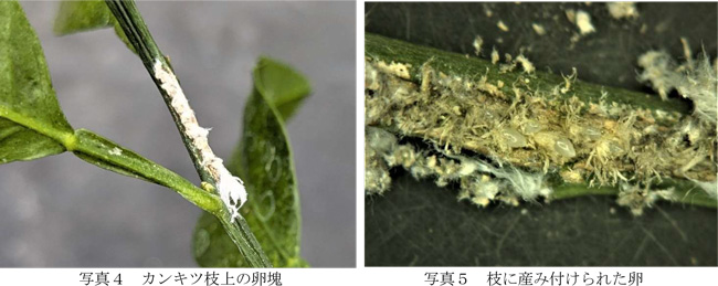 写真4：カンキツ枝上の卵塊と写真5：枝に産み付けられた卵（提供：福岡県病害虫防除所）