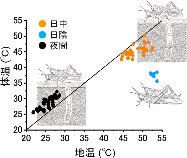 図2：産卵中のサバクトビバッタの体温