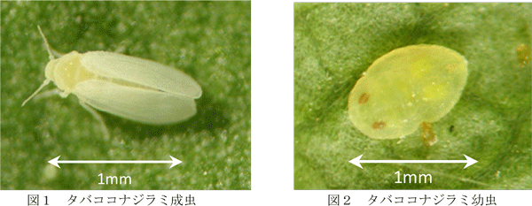 図1、図2：タバココナジラミ成虫（提供：徳島県）