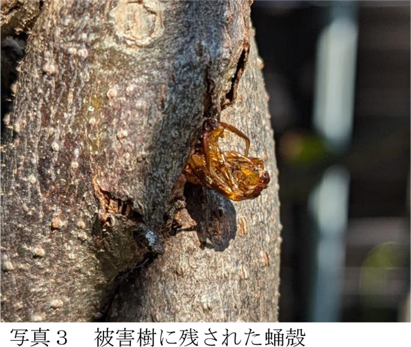 写真3：被害樹に残された蛹殻（提供：和歌山県農作物病害虫防除所）