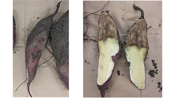 【特殊報】サツマイモ基腐病　県内で初めて確認　福島県-2.jpg