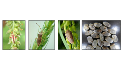 【注意報】水稲に斑点米カメムシ類　県内全域で多発のおそれ　滋賀県s.jpg