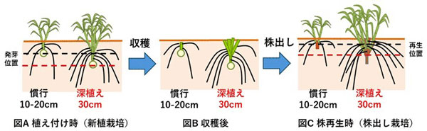 図1：深植え栽培のイメージ