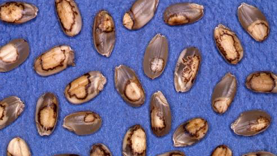 写真2：斑点米（写真提供：千葉県農林総合研究センター）