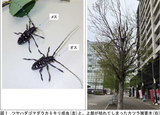 図：ツヤハダゴマダラカミキリ成虫（左）と、上部が枯れてしまったカツラ被害木（右）