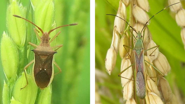 ホソハリカメムシ成虫（左）、クモヘリカメムシ成虫（提供：大分県農林水産研究指導センター農業研究部）