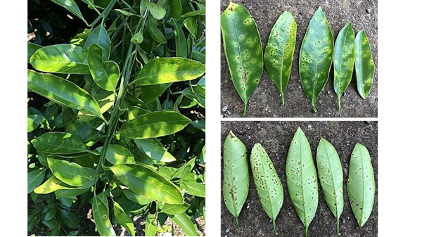 葉の発病（左）、葉の病斑（右上：葉表　右下：葉裏）（提供：静岡県病害虫防除所）