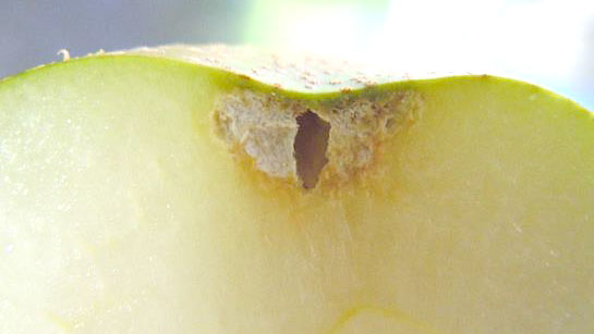 写真2：果樹カメムシ類による被害果断面（なし）（写真提供：広島県）