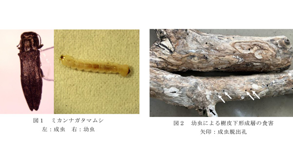 【注意報】カンキツ類にミカンナガタマムシ　県内全域で多発　神奈川県-2_2.jpg