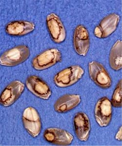 斑点米（提供：千葉県農林総合研究センター）