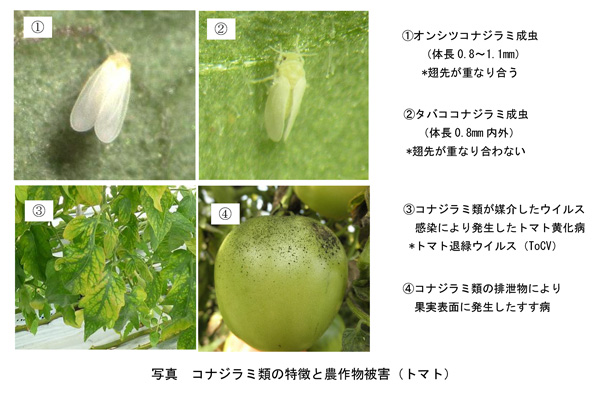 【注意報】野菜類にコナジラミ類　県下全域で多発のおそれ　岐阜県.jpg