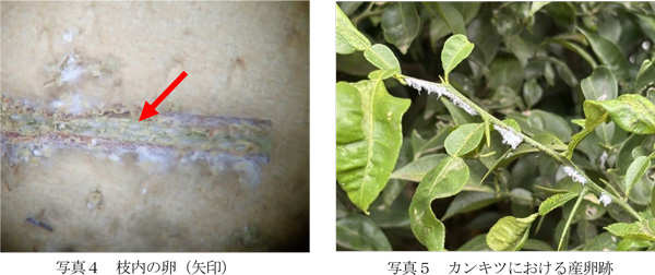 写真4：枝内の卵（矢印）と写真5：カンキツにおける産卵跡（提供：埼玉県病害虫防除所）