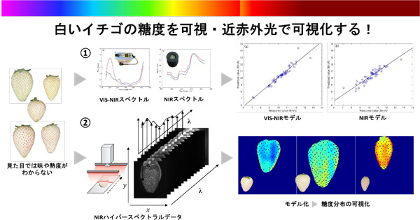 白イチゴの糖度を可視・近赤外光で見える化　名古屋大×農研機構-2_2.jpg