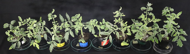 高温下において抵抗性トマト品種が発病している様子。左からウイルス感受性品種の桃太郎、TYLCV抵抗性品種の桃太郎ホープ、TY秀福、かれん、麗旬、はれぞら、豊作祈願015、アニモ TY-12。全てTYLCV-ILウイルスに感染させてから高温下で栽培