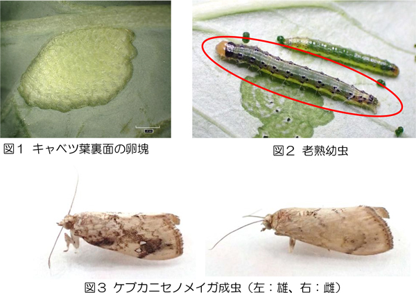 【特殊報】アブラナ科野菜にケブカニセノメイガ県内で初めて確認　島根県１.jpg