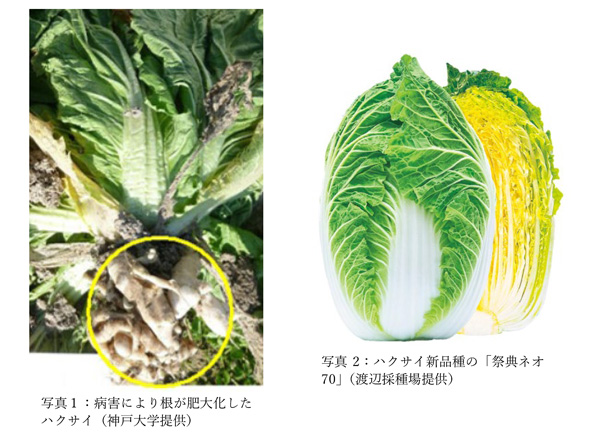 根こぶ病抵抗性のハクサイ新品種を開発　成果を紹介　生研支援センター.jpg