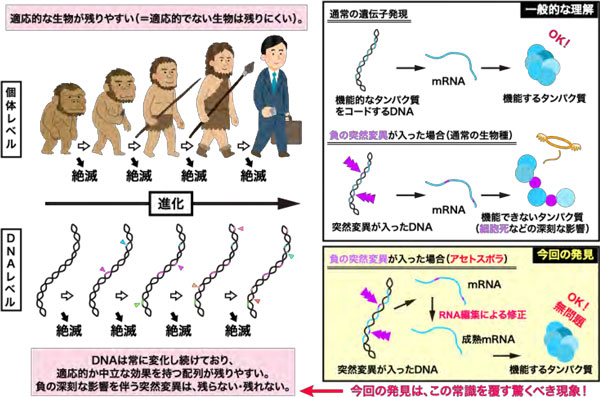 図1：発見の概略