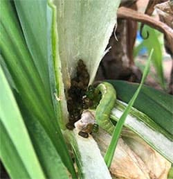 写真2：幼虫とネギ葉身内に堆積した糞（提供：千葉県農林総合研究センター）