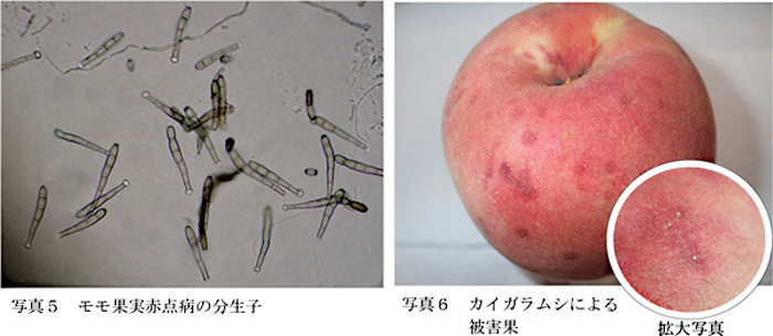 写真5：モモ果実赤点病の分生子と写真6：カイガラムシによる被害果（提供：愛知県農業総合試験場）