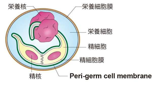 三細胞性花粉の模式図