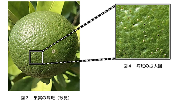 図3：果実の病斑（散見）、図4：病斑の拡大図（提供：静岡県病害虫防除所）