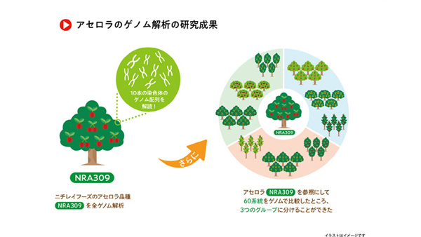 アセロラの研究促進へ　最新ロングリード技術によるアセロラ全ゲノム解読-1_2.jpg