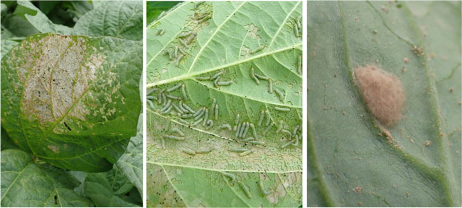 写真1：ハスモンヨトウ（左：白変葉、中：若齢幼虫、右：卵塊※白変葉：初期食害葉）（提供：兵庫県病害虫防除所）