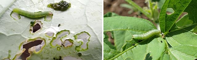 （写真左）ブロッコリー葉を食害するシロイチモジヨトウ老齢幼虫（提供：埼玉県病害虫防除所）  （写真右）ダイズ葉を食害するシロイチモジヨトウ老齢幼虫（提供：埼玉県病害虫防除所）