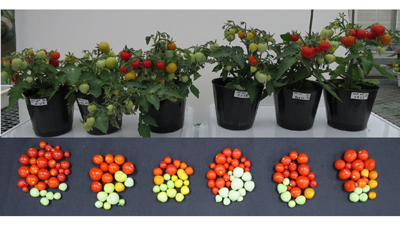 小さなトマト「マイクロトム」遺伝子型の比較と高精度全ゲノム解読から品種改良へ