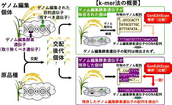 図1：ゲノム編集個体に残存しているゲノム編集酵素遺伝子を取り除く過程の例とk-mer法の概要