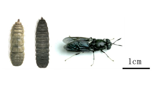 ミズアブの幼虫（左）、蛹（中央）と成虫。『ScientificReports』から