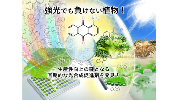 「強光でも負けない植物!」生産性向上の鍵となる画期的な光合成促進剤を発見　東京大学.jpg