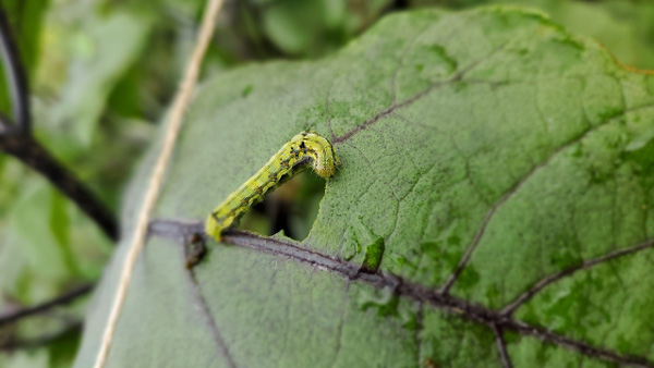 〇【注意報】野菜類にハスモンヨトウなどチョウ目害虫　多発のおそれ　福岡県.jpg