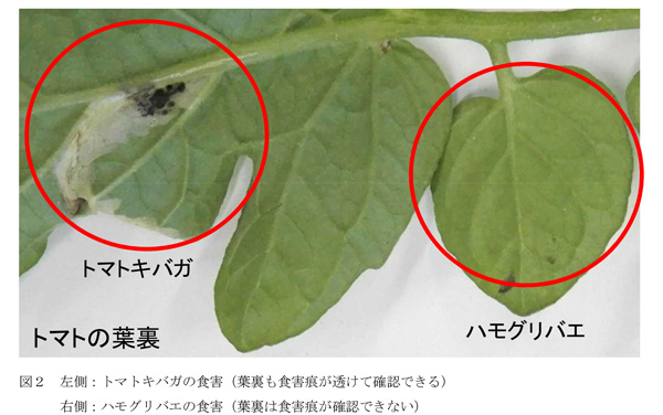 【注意報】トマト、ミニトマトにトマトキバガ　県内全域で多発のおそれ　大分県-3-2.jpg